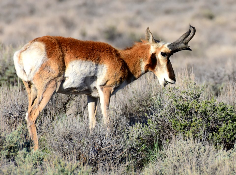 Pronghorn at Seedskadee National Wildlife Refuge