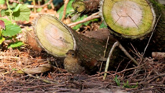 Rotkehlchen Jungvogel