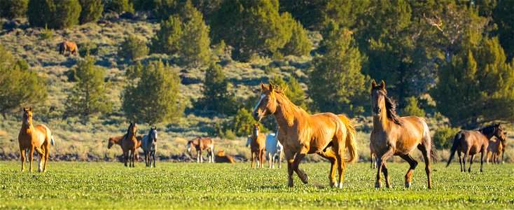 Wild Horses on the Buckhorn Byway