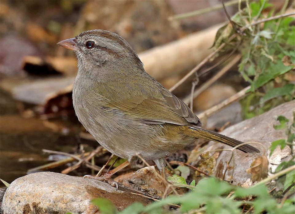 858 - OLIVE SPARROW (01-20-2022) salineno, starr co, tx -03
