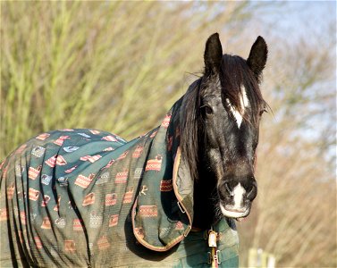 Shire Horse