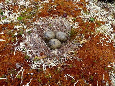 Mew gull nest