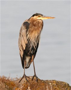 181 - GREAT BLUE HERON (8-29-2021) crescent city, del norte co, ca -01