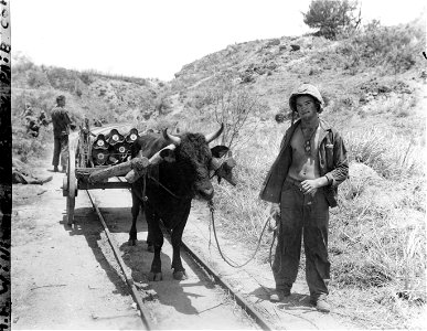 Marine with ox hauls supplies. Saipan. 24 June, 1944.