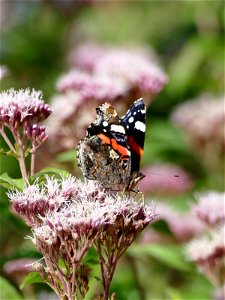Admirable Red Admiral.