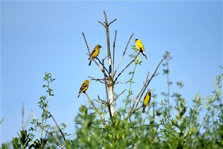 American goldfinches photo