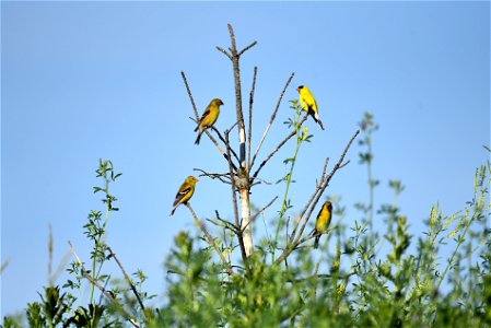 American goldfinches