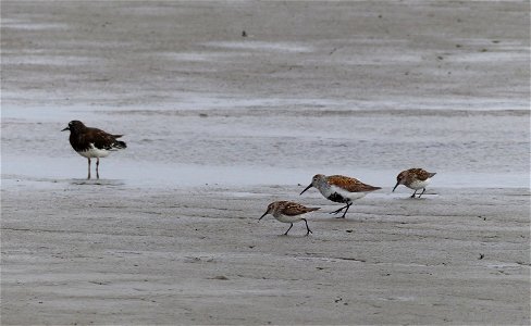 Black Turnstone & other shorebirds photo