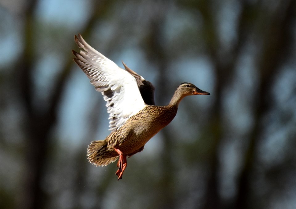 Mallard at Seedskadee National Wildlife Refuge photo