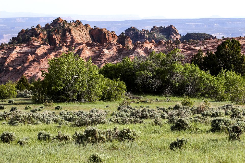 MAY 18 Sagebrush and junipers growing outside Zion National Park