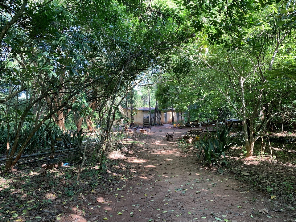 Countryside trees plants
