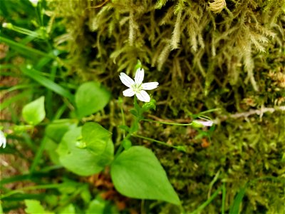 Candy Flower aka Siberian Miner's Lettuce, Mt. Baker-Snoqualmie National Forest. Photo by Anne Vassar May 17, 2021.