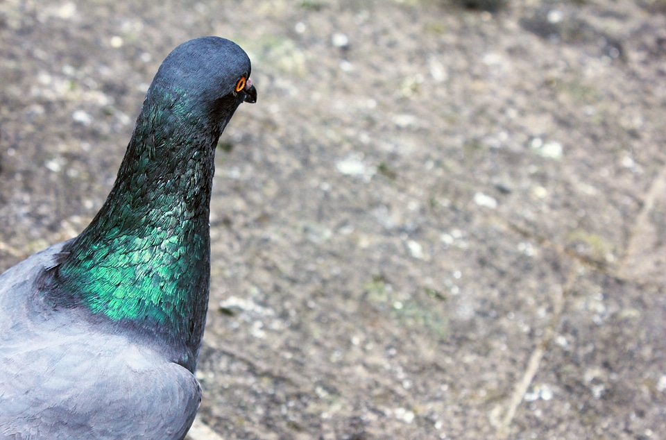 Bird iridiscent neck