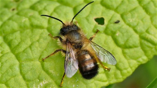 Ein Mauerbienen-Männchen (Osmia sp.) auf einem Primelblatt