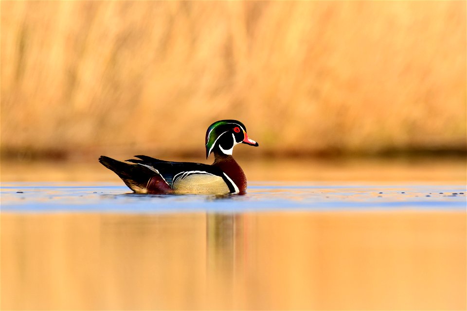 Wood duck at Seedskadee National Wildlife Refuge