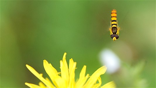 Sphaerophoria scripta (Gemeine Stiftschwebfliege) Männchen: Anflug