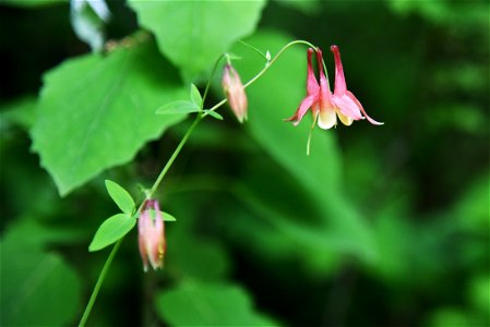 Wild columbine photo