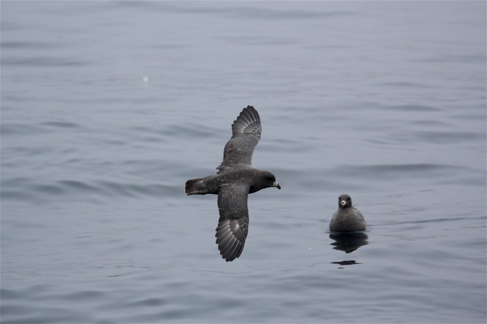 Northern Fulmars dark phase