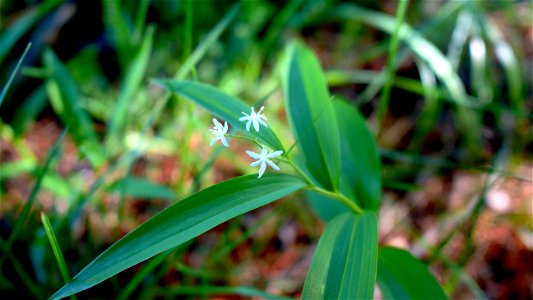 Starry False Solomon's Seal at the National Elk Refuge