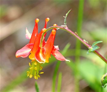 COLUMBINE, RED (Aquilegia formosa) (6-21-2021) 5000 ft, bear mt - jawbone rd jct, smith river nat rec area, del norte co, ca -01
