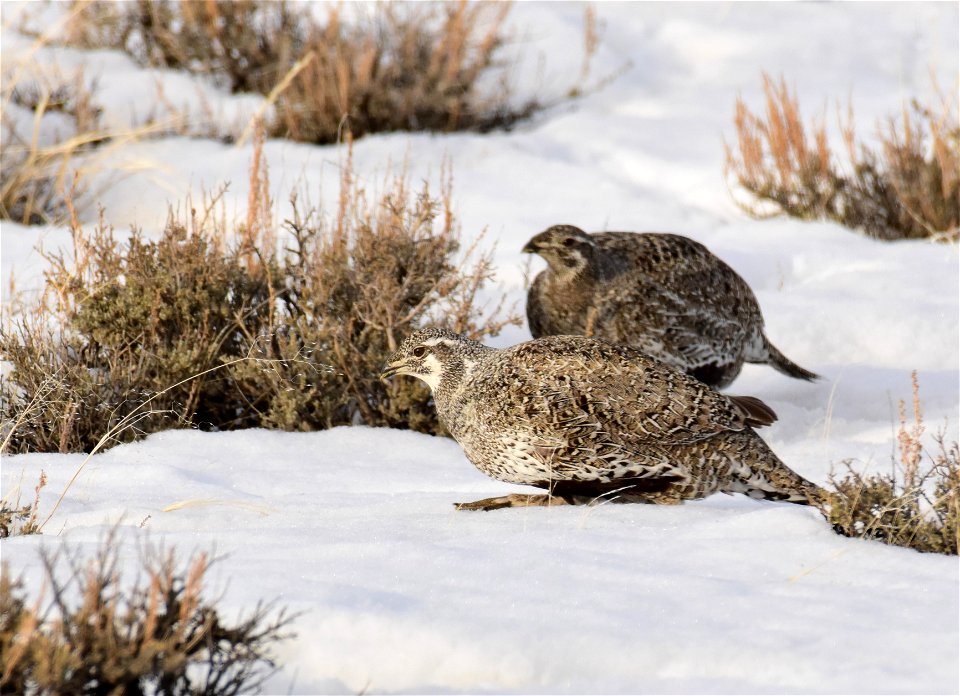 Greater sage-grouse on Seedskadee National Wildlife Refuge