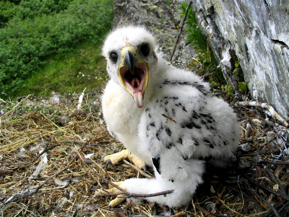 Gyrfalcon nestling