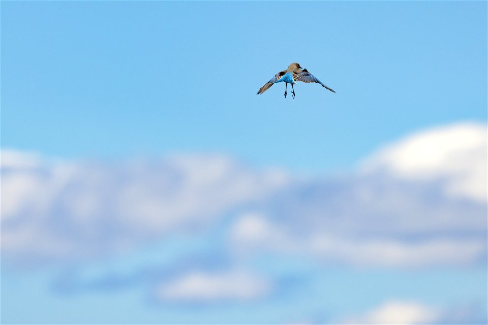 A bluebird kiting in the wind