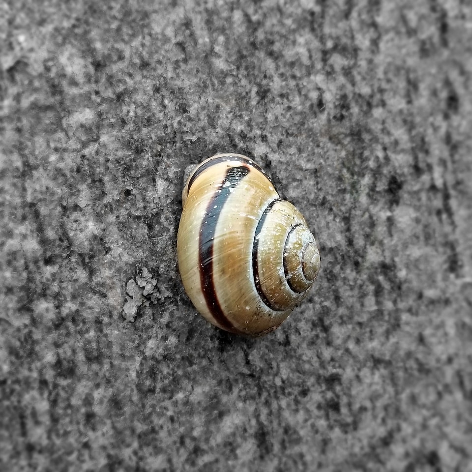 Shell slowly garden