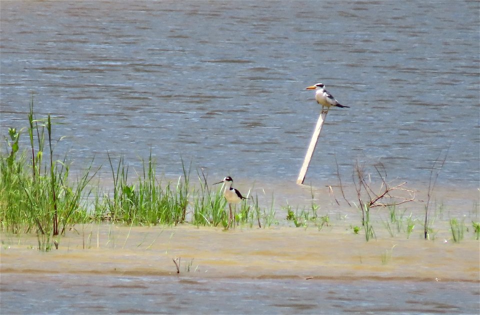 Large-billed Tern