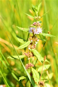 Wild mint (Mentha arvensis) at  Seedksadee National Wildlife Refuge