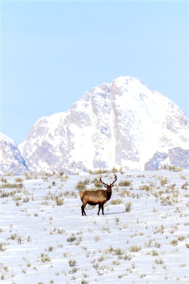 Elk on the National Elk Refuge