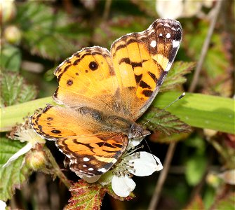 LADY, AMERICAN (Vanessa virginiensis) (04-26-2022) low divide road, smith river national rec area, humboldt co, ca -01