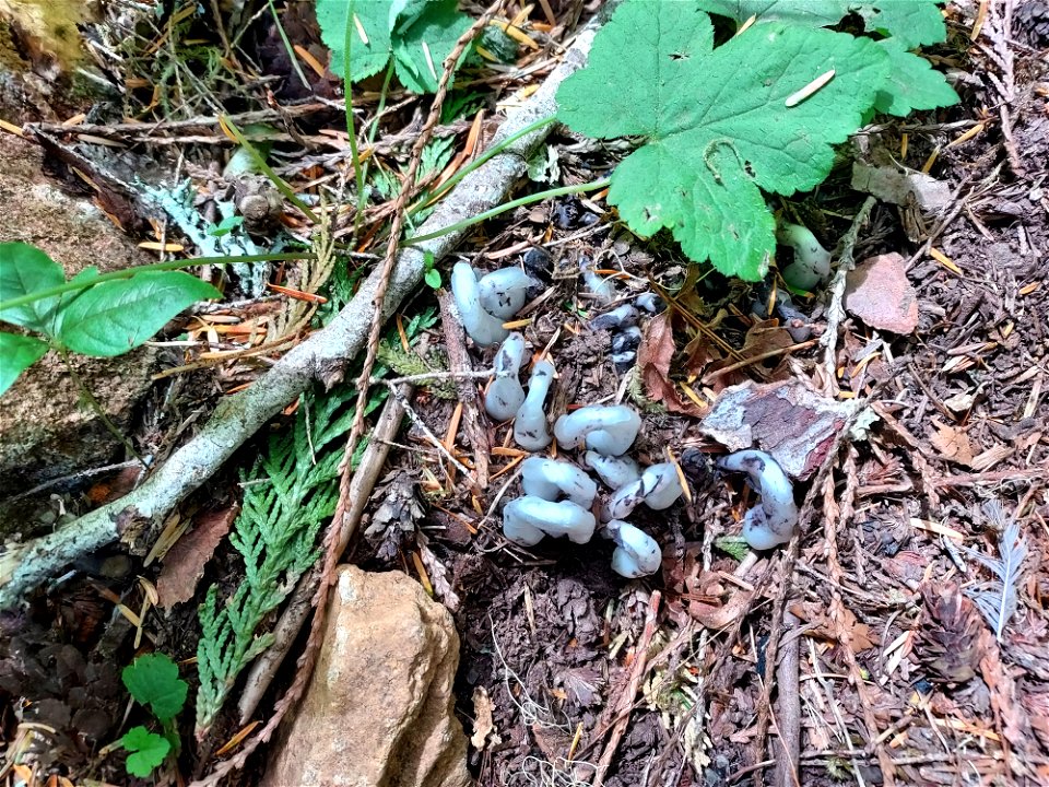 Ghost plant, Mt. Baker-Snoqualmie National Forest. Photo by Anne Vassar July 21, 2021.