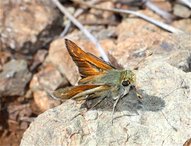 SKIPPER, COLUMBIAN (Hesperia columbia) (05-15-2022) howell botanical drive, west end of days gulch bot area, josephine co, or (2)