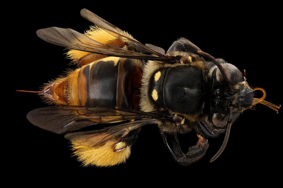 Epicharis albofasciata, f, back_2021-08-12-13.42.29 ZS PMax UDR-Recovered