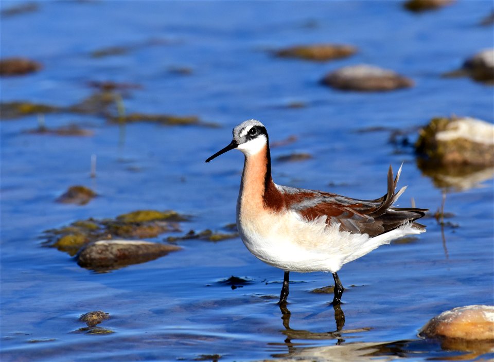 Wilson's phalarope at Seedskadee National Wildlife Refuge