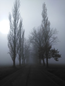 Fog black and white czech republic photo