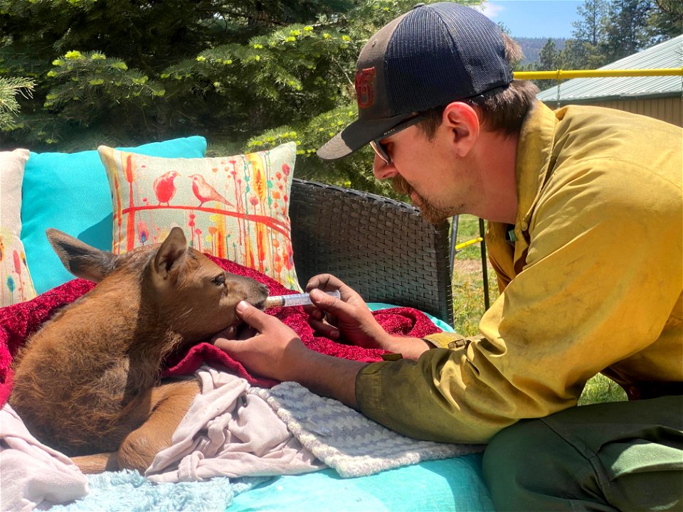 Elk Calf and Firefighter