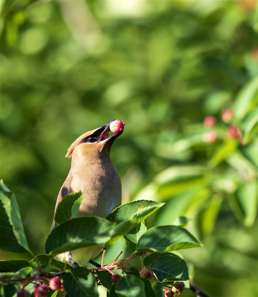 Cedar waxwing feeding on service berries
