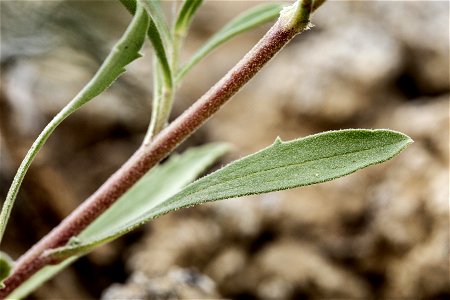 Dieteria canescens