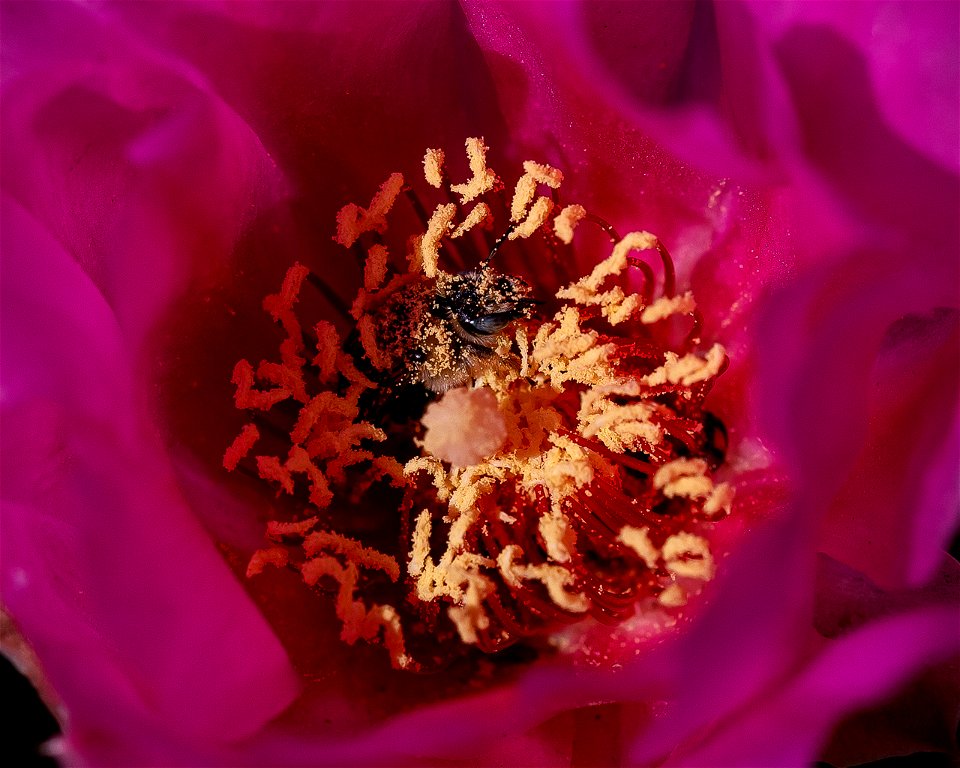 Bee in Beavertail bloom photo