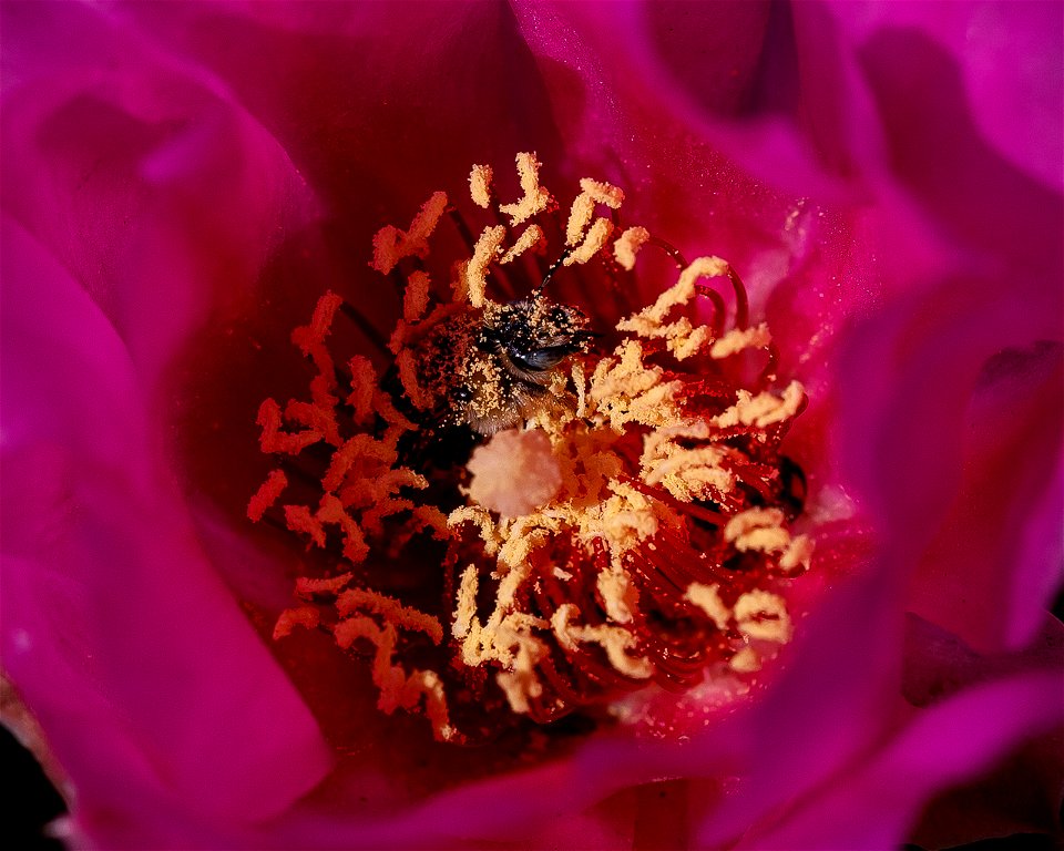 Bee in Beavertail bloom