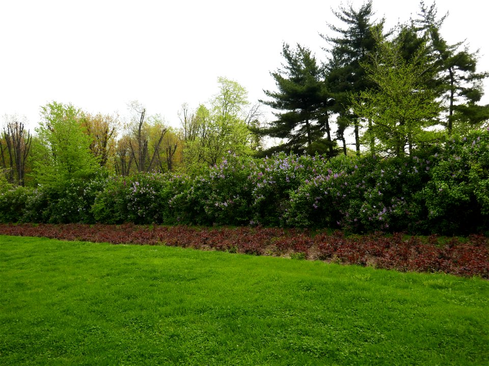Herestrau Park in spring (1)