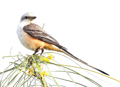 610 - SCISSOR-TAILED FLYCATCHER (12-08-2021) san benito wtp, cameron co, tx -04