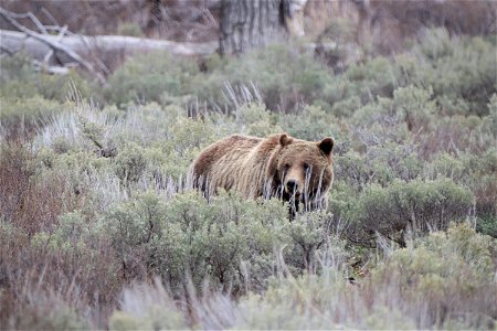 Grizzly Bear in Sagebrush photo