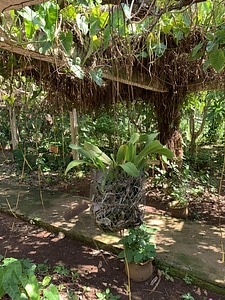 Trees plants forest