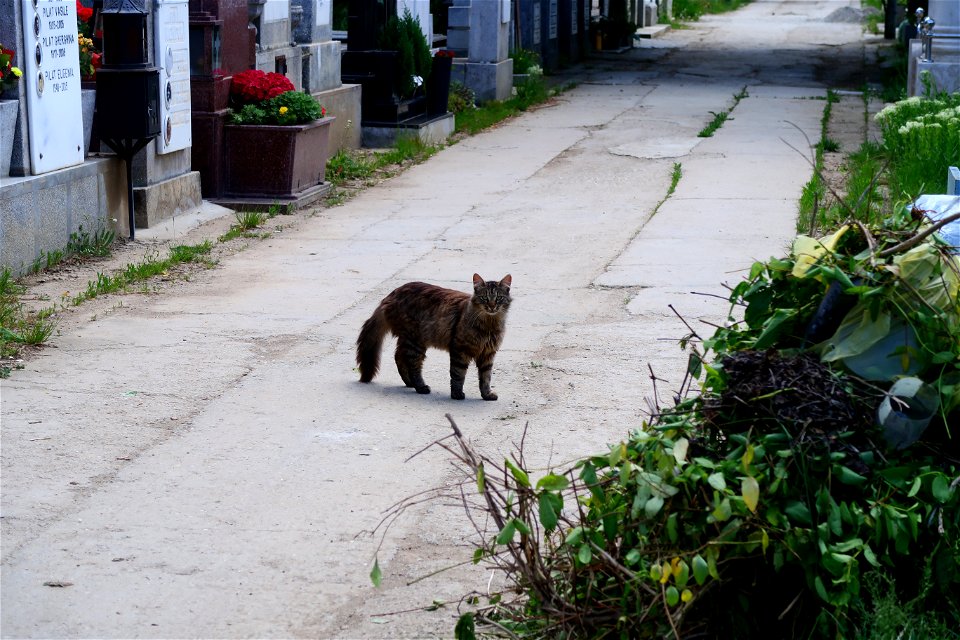 Sfanta-Vineri_cemtery- (2)