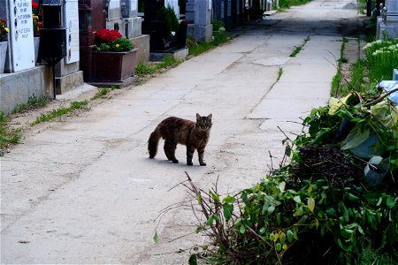 Sfanta-Vineri_cemtery- (2)
