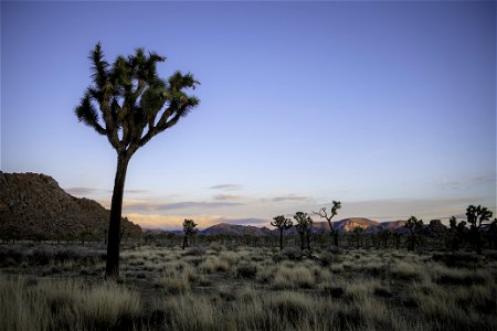 Joshua tree and Quail Springs area at sunset