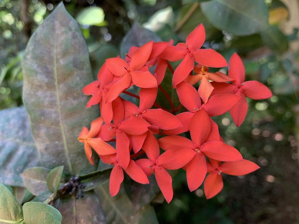 Flower garden pistal